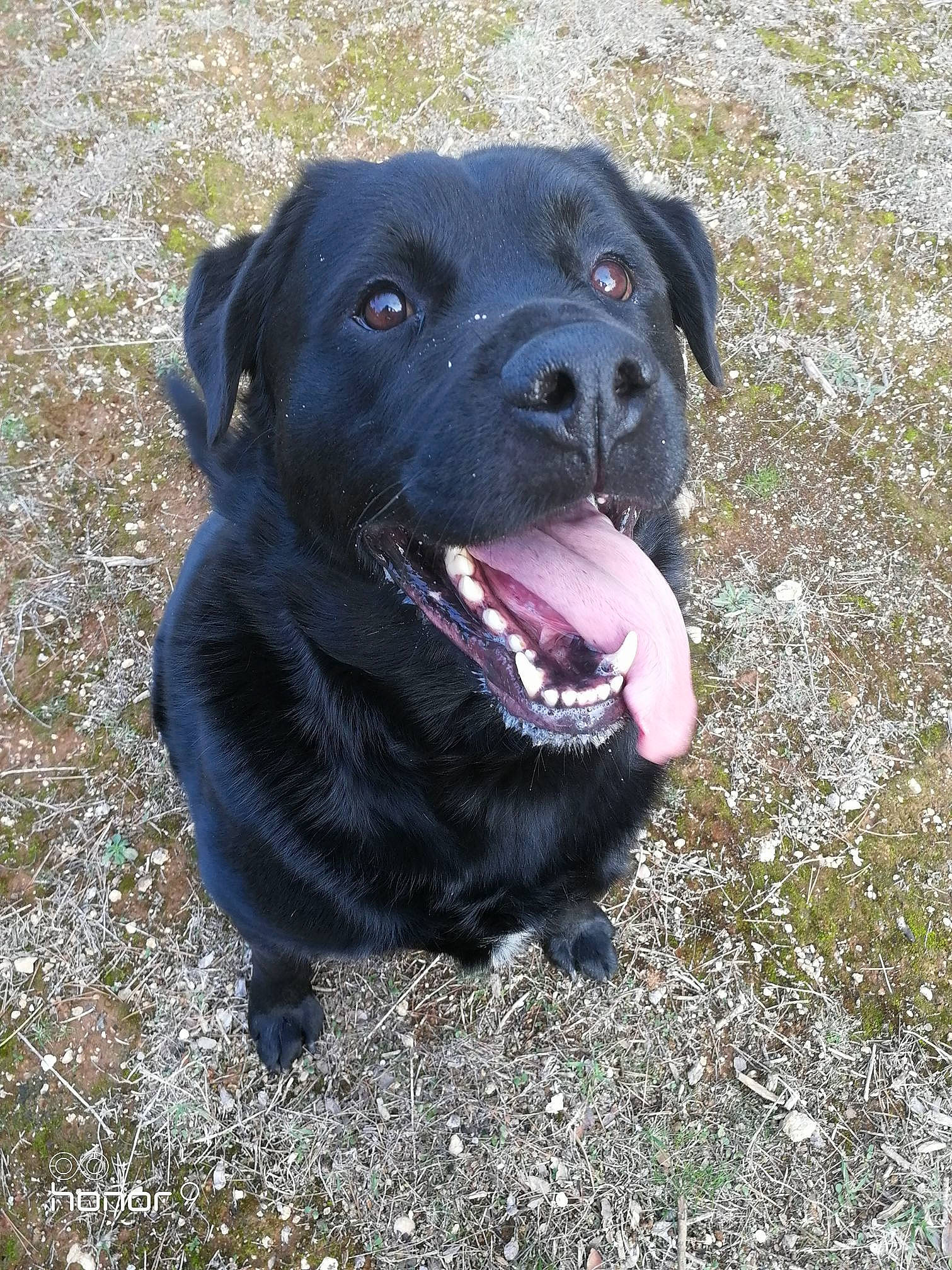 Marley a rejoint le concours — aidez-le/la à gagner de superbes lots ! beagador, borador, canidae, carnivore, companion_dog, dog, dog_breed, fawn, labrador_retriever, mammal, nose, patterdale_terrier, rare_breed_dog, retriever, snout, sporting_group, vertebrate