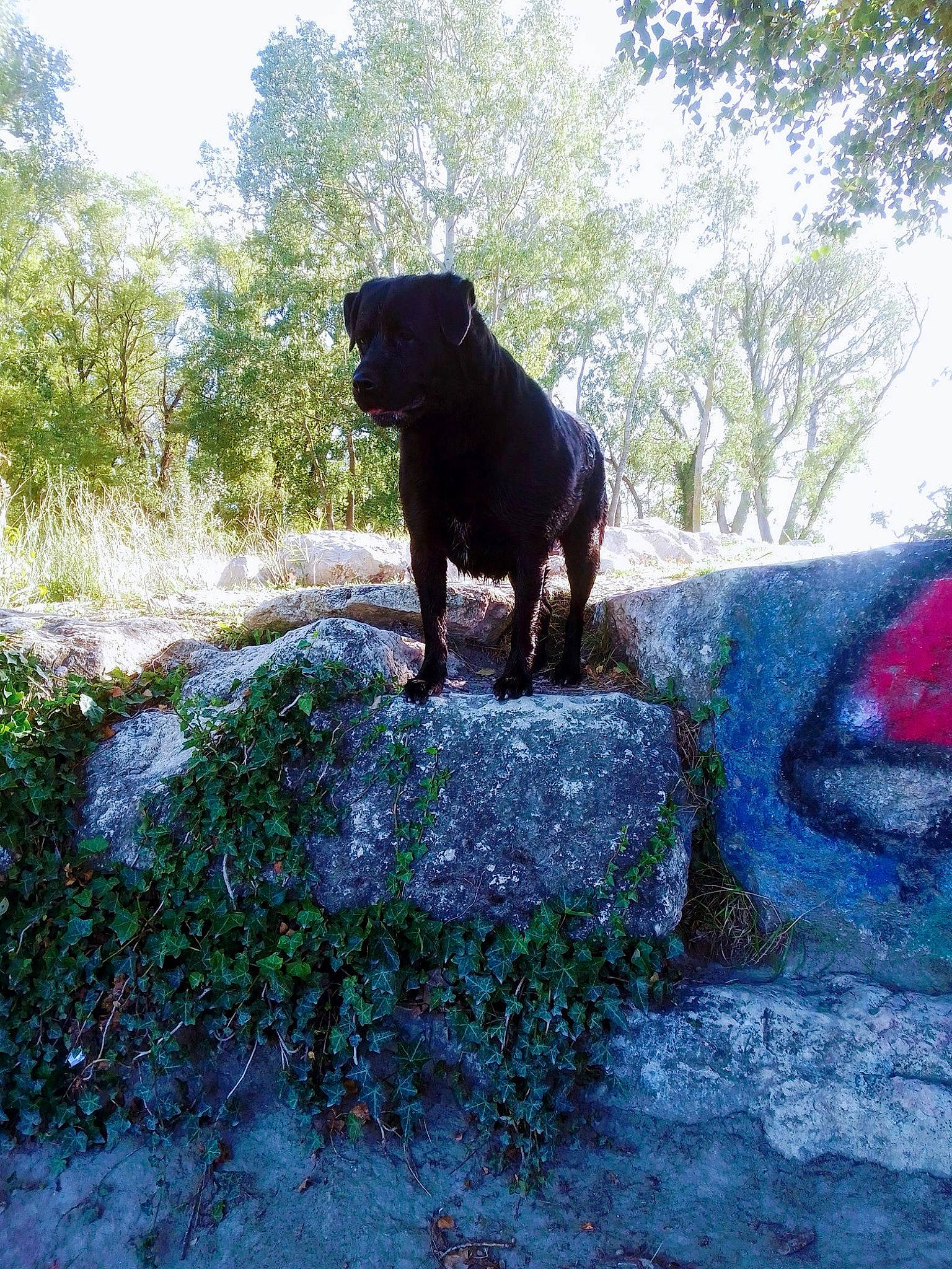 Marley a rejoint le concours — aidez-le/la à gagner de superbes lots ! cane_corso, canidae, carnivore, dog, dog_breed, fawn, guard_dog, hunting_dog, plant, rottweiler, sporting_group