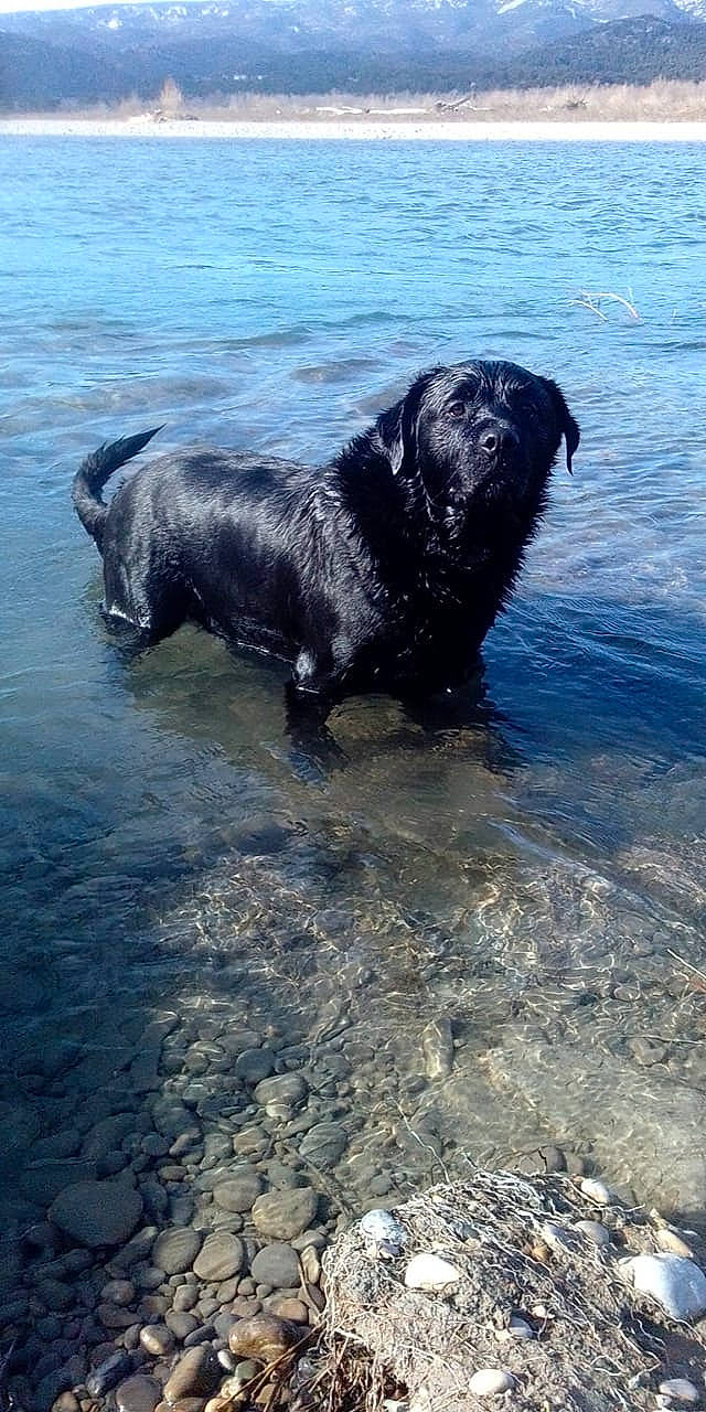 Marley a rejoint le concours — aidez-le/la à gagner de superbes lots ! canidae, carnivore, dog, dog_breed, flat_coated_retriever, mammal, newfoundland, sea, sporting_group, vertebrate, water