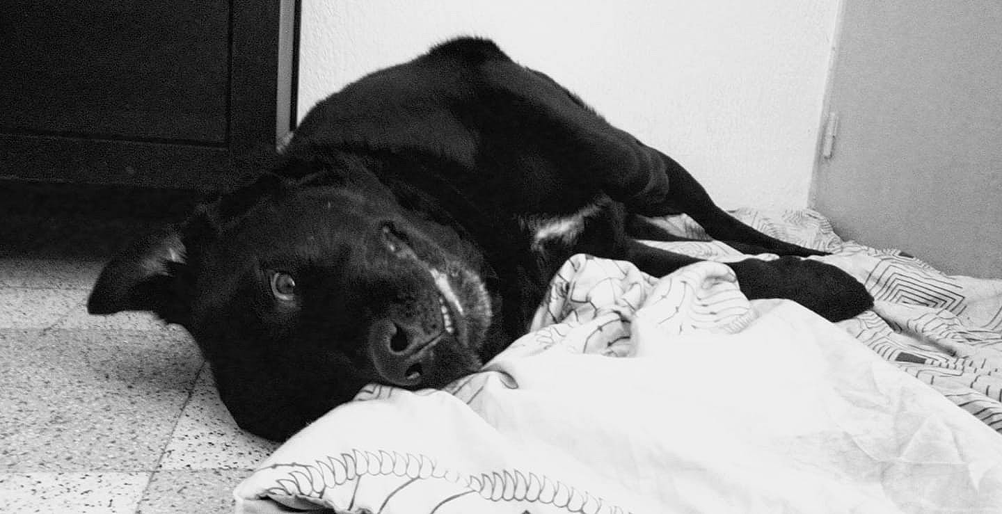 Marley participe au concours pour gagner de l'argent avec cette photo : black, black_and_white, canidae, carnivore, companion_dog, dog, dog_breed, ear, great_dane, guard_dog, labrador_retriever, nap, non_sporting_group, nose, puppy, retriever, sleep, snout, sporting_group