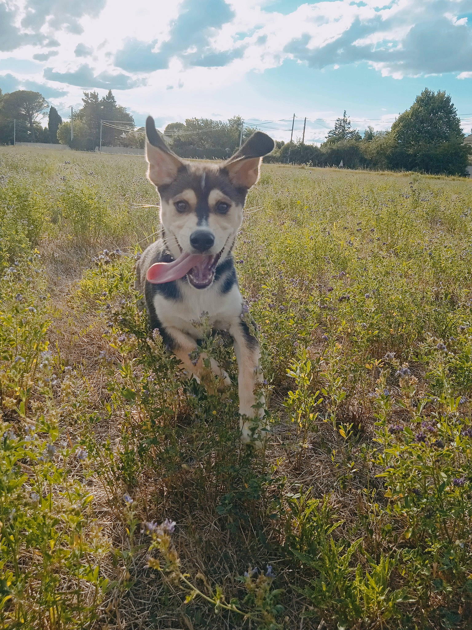 Milo participe au concours pour gagner de l'argent avec cette photo : canidae, carnivore, cloud, collar, companion_dog, dog, dog_breed, fawn, flower, grass, grassland, hill, landscape, meadow, plant, plant_community, sky, sporting_group, tail, tree
