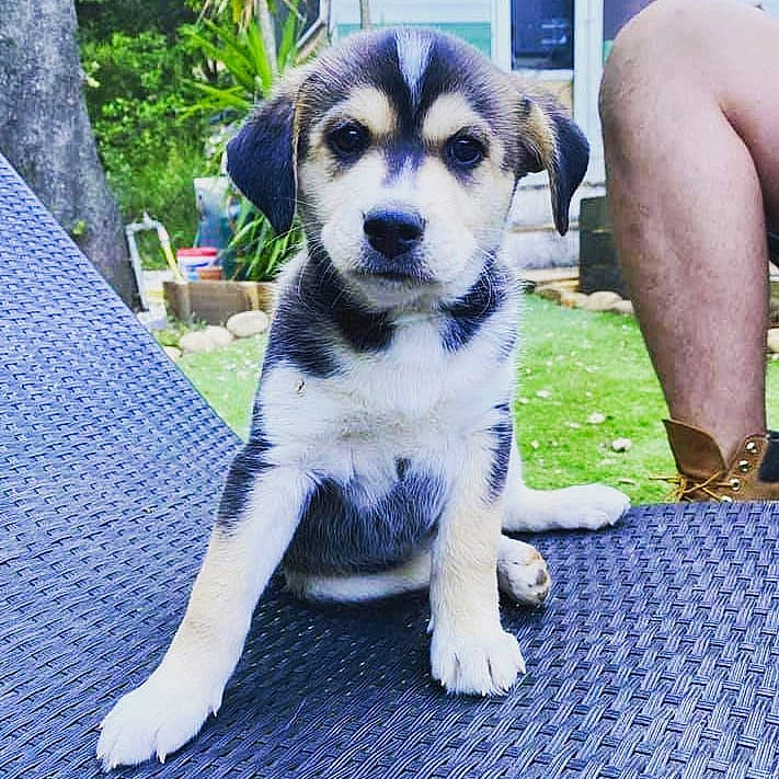 Milo participe au concours pour gagner de l'argent avec cette photo : ancient_dog_breeds, calf, carnivore, companion_dog, dog, dog_breed, foot, grass, herb, human_leg, plant, siberian_husky, sled_dog, snout, terrestrial_animal, thigh, toy_dog, watch, working_animal, working_dog