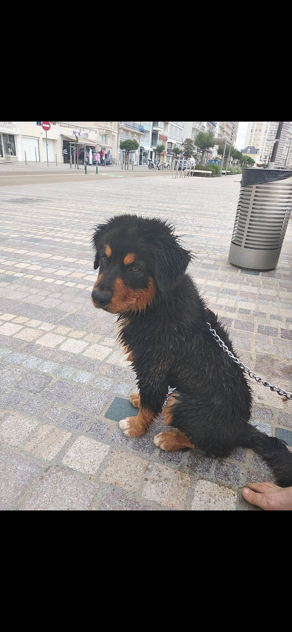 Phalko participe au concours pour gagner de l'argent avec cette photo : canidae, carnivore, companion_dog, dog, dog_breed, fur, paw, sidewalk, snout, sporting_group, waste_container, working_animal