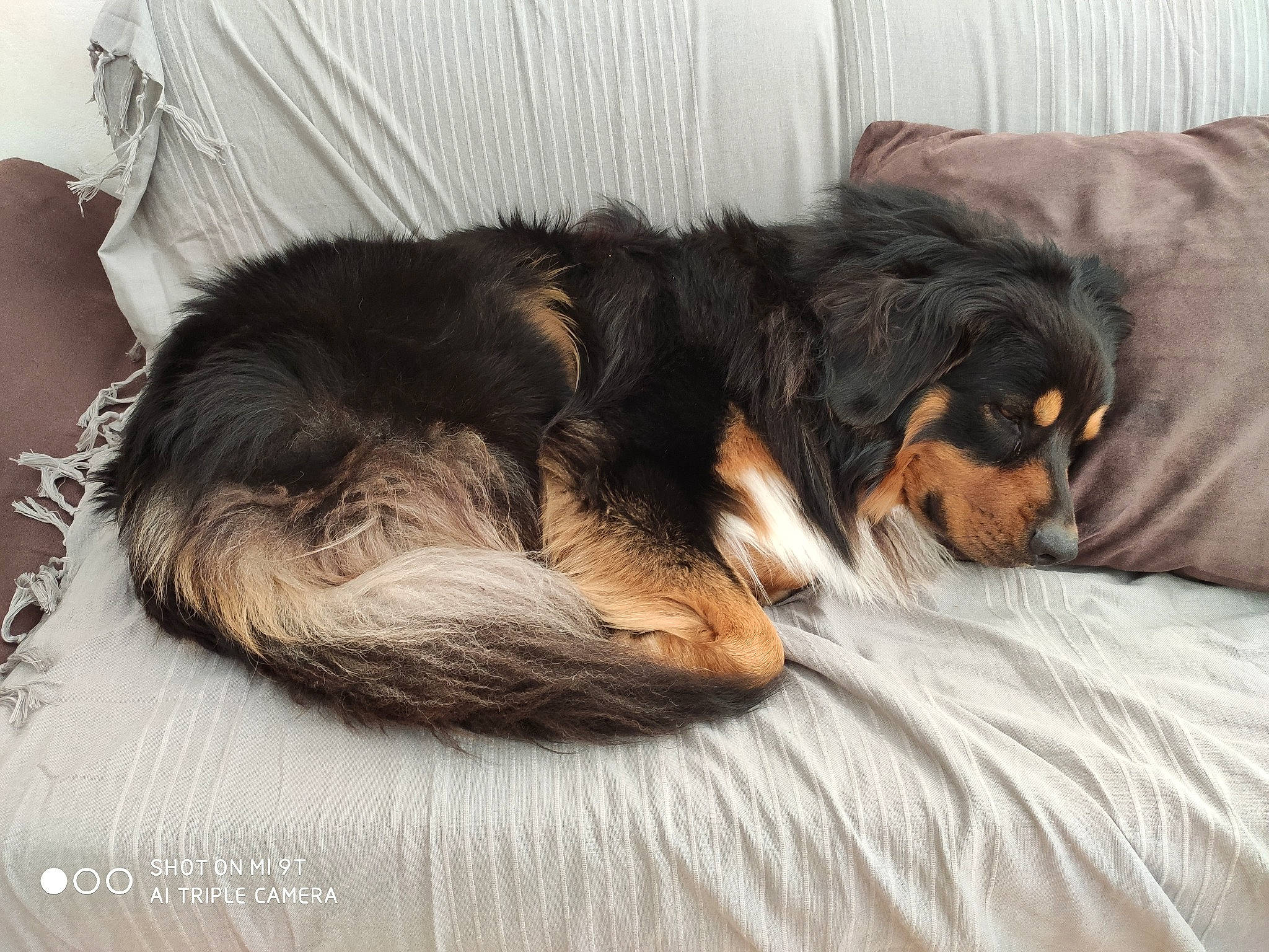 Phalko a rejoint le concours — aidez-le/la à gagner de superbes lots ! bed, bed_sheet, bedding, blanket, canidae, carnivore, comfort, companion_dog, couch, dog, dog_breed, fur, guard_dog, home, linens, snout, sporting_group, vertebrate, working_animal, working_dog