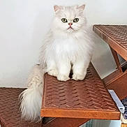Téo a rejoint le concours — aidez-le/la à gagner de superbes lots ! cat, white_cat, fluffy, stairs, metal_stairs, indoor, pet, animal, feline, long_hair, tail, sitting, looking, green_eyes, close_up, portrait, household, domestic_animal, cute, resting