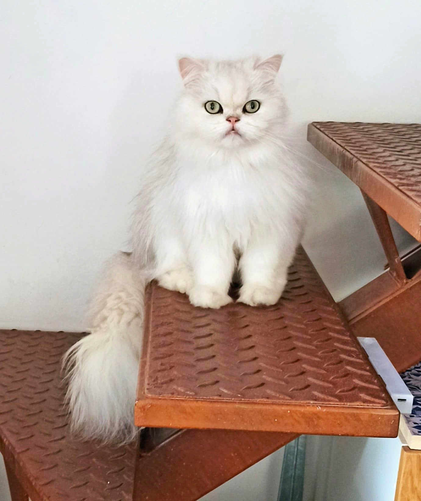 Téo a rejoint le concours — aidez-le/la à gagner de superbes lots ! cat, white_cat, fluffy, stairs, metal_stairs, indoor, pet, animal, feline, long_hair, tail, sitting, looking, green_eyes, close_up, portrait, household, domestic_animal, cute, resting
