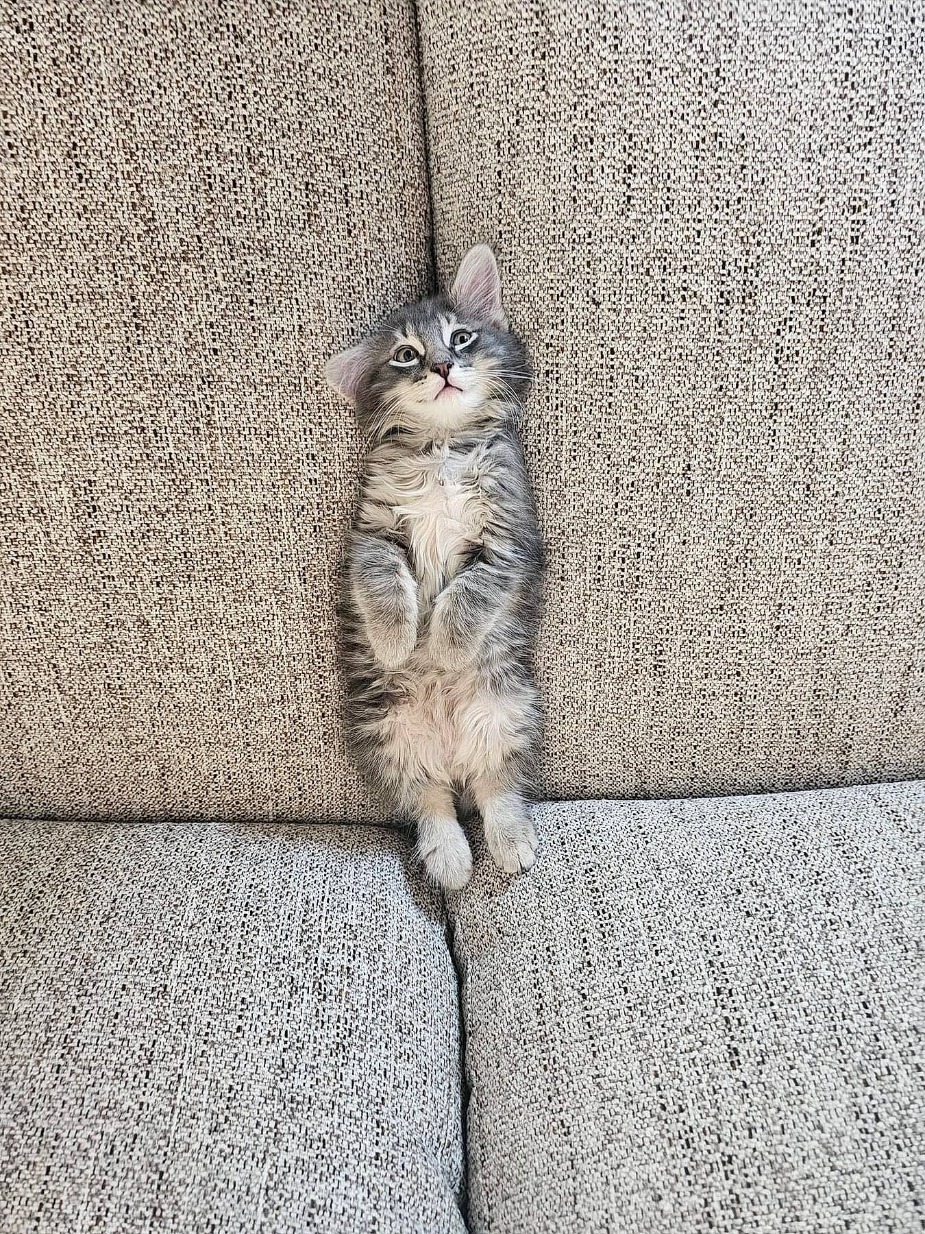 Sebastian is registered to the contest to win money with this photo: asphalt, carnivore, cat, claw, concrete, domestic_short_haired_cat, felidae, fur, grey, paw, road_surface, shadow, sidewalk, sitting, small_to_medium_sized_cats, snout, tail, terrestrial_animal, whiskers, wildlife