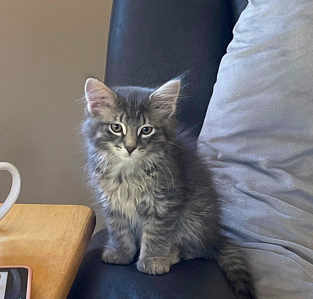 Sebastian joined the competition — help win amazing prizes! carnivore, cat, claw, comfort, cup, desk, domestic_short_haired_cat, drinkware, felidae, fur, grey, maine_coon, mug, paw, serveware, small_to_medium_sized_cats, table, tableware, tail, whiskers