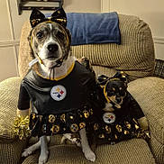 Cara Jo And Jada Kay joined the competition — help win amazing prizes! animal, black, bow, chair, cheerleader, costume, cute, decor, dog, focused, fur, indoor, matching_outfits, medium_dog, pet, pittsburgh_steelers, pom_poms, sitting, small_dog, yellow