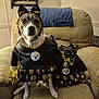 animal, black, bow, chair, cheerleader, costume, cute, decor, dog, focused, fur, indoor, matching_outfits, medium_dog, pet, pittsburgh_steelers, pom_poms, sitting, small_dog, yellow