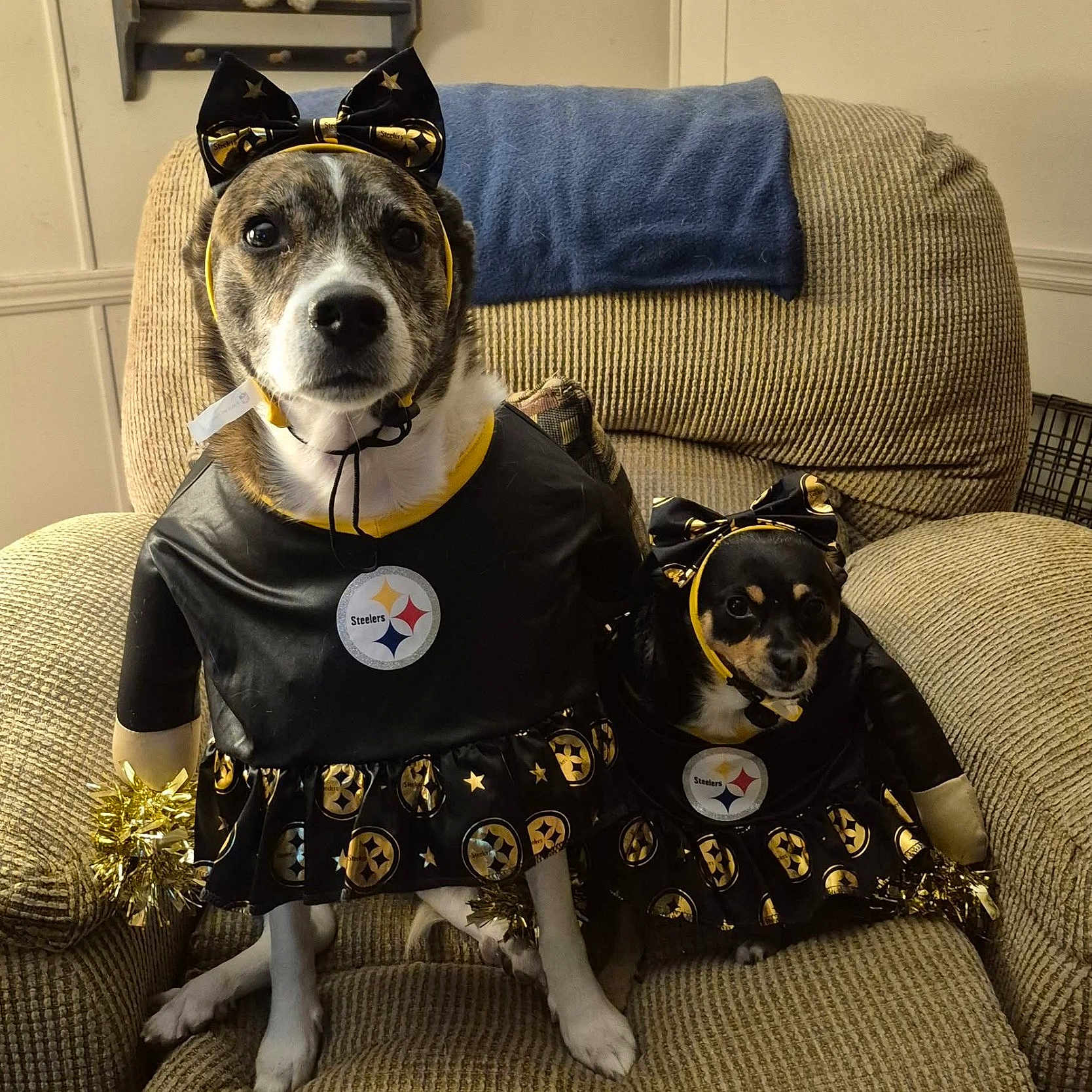 Cara Jo And Jada Kay joined the competition — help win amazing prizes! animal, black, bow, chair, cheerleader, costume, cute, decor, dog, focused, fur, indoor, matching_outfits, medium_dog, pet, pittsburgh_steelers, pom_poms, sitting, small_dog, yellow