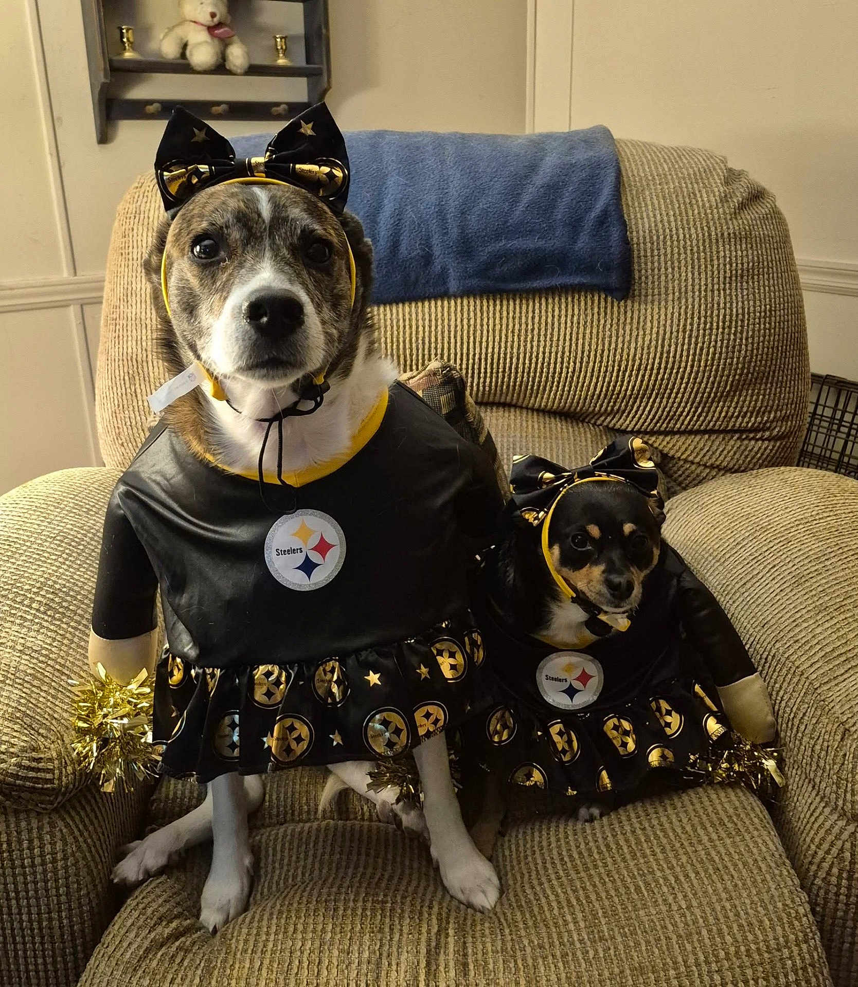 Cara Jo And Jada Kay joined the competition — help win amazing prizes! animal, black, bow, chair, cheerleader, costume, cute, decor, dog, focused, fur, indoor, matching_outfits, medium_dog, pet, pittsburgh_steelers, pom_poms, sitting, small_dog, yellow