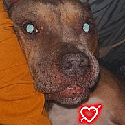 Many participe au concours pour gagner de l'argent avec cette photo : animal, arm, arrow, brown_fur, close_up, companion, cute, devil_horns, dog, face, fur_texture, heart, indoor, love, neon_doodle, nostrils, pet, resting, snout, yellow_sleeve