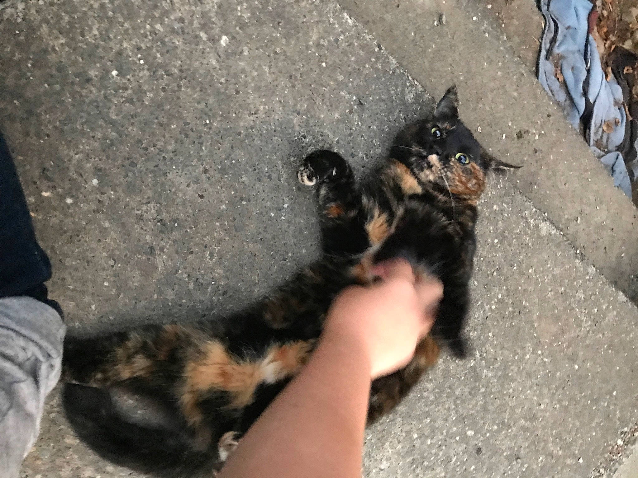 Midnight is registered to the contest to win money with this photo: asian, carnivore, cat, claw, domestic_short_haired_cat, european_shorthair, felidae, kitten, paw, polydactyl_cat, small_to_medium_sized_cats, whiskers