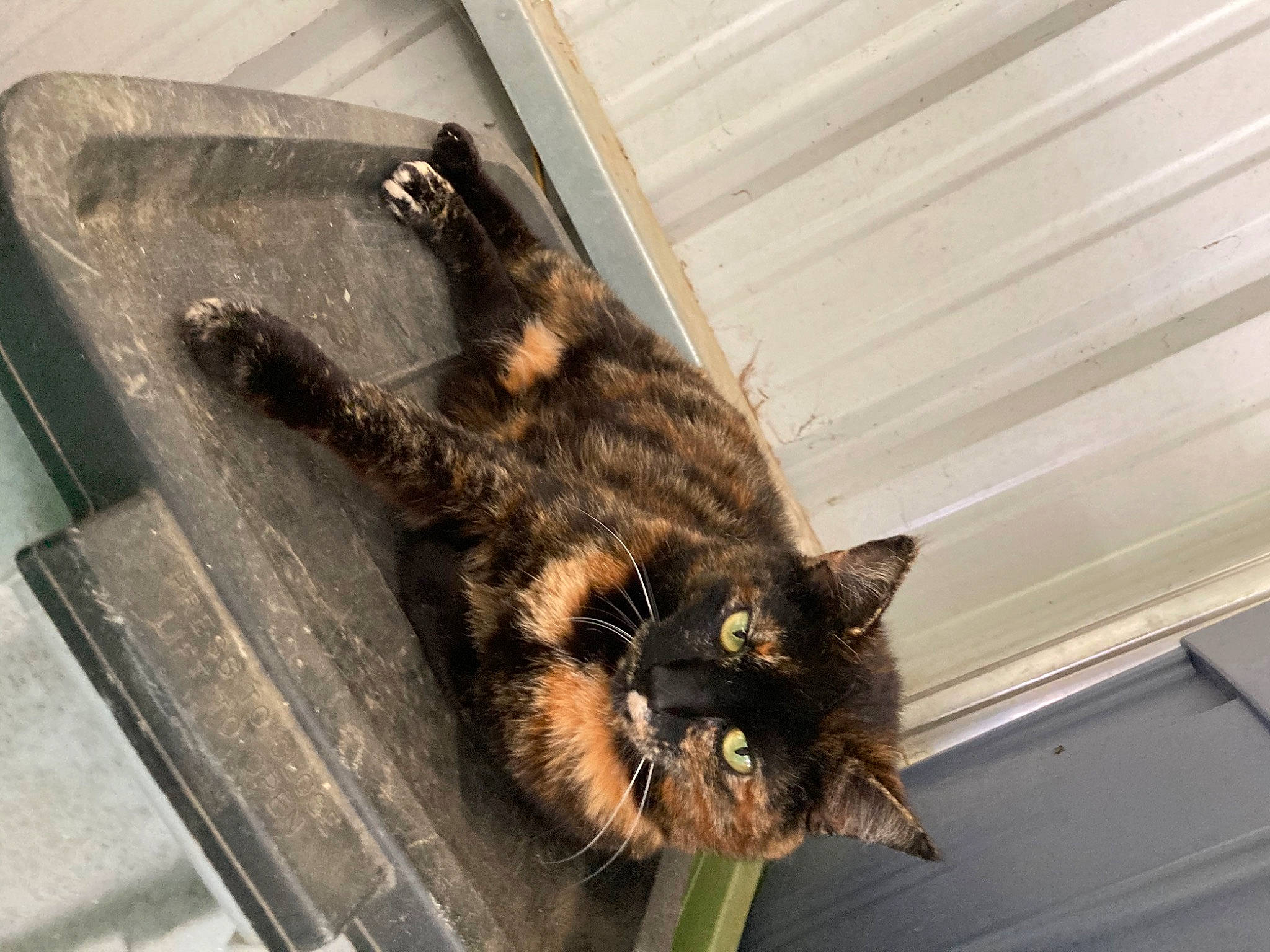 Midnight is registered to the contest to win money with this photo: asian, carnivore, cat, domestic_long_haired_cat, domestic_short_haired_cat, dragon_li, european_shorthair, eye, felidae, fur, organism, plant, small_to_medium_sized_cats, snout, tabby_cat, tail, whiskers, wild_cat, window, wood