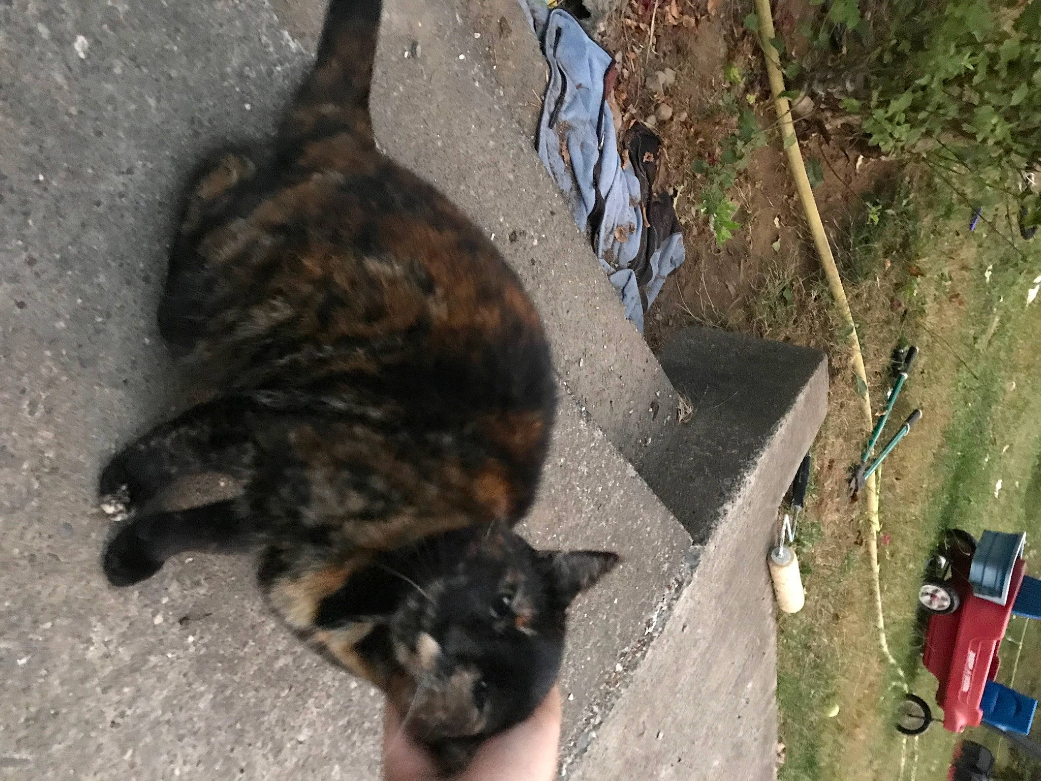 Midnight joined the competition — help win amazing prizes! carnivore, cat, domestic_short_haired_cat, european_shorthair, felidae, german_rex, small_to_medium_sized_cats, tail, whiskers