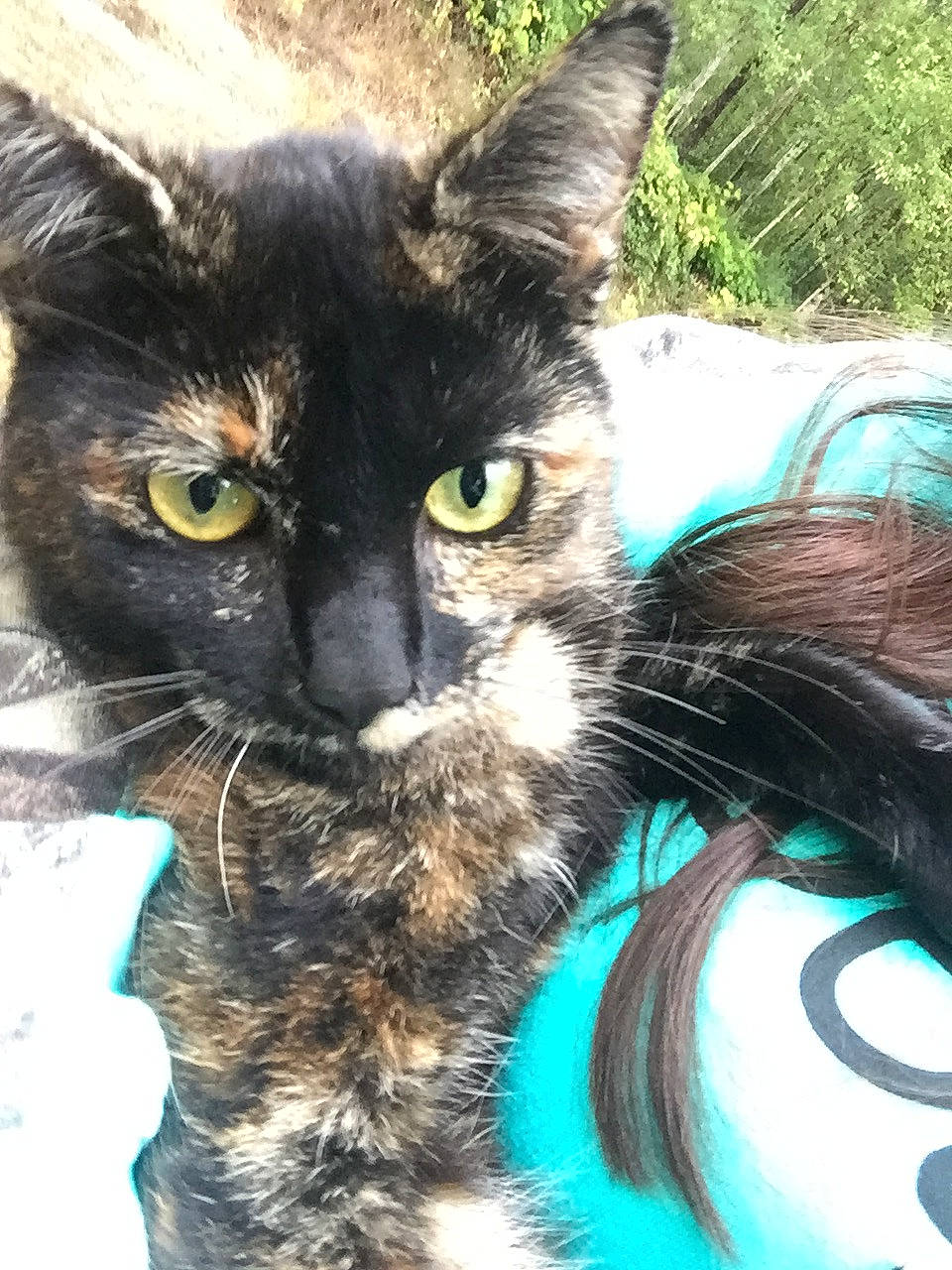 Midnight is registered to the contest to win money with this photo: black_cat, carnivore, cat, domestic_short_haired_cat, felidae, german_rex, small_to_medium_sized_cats, whiskers