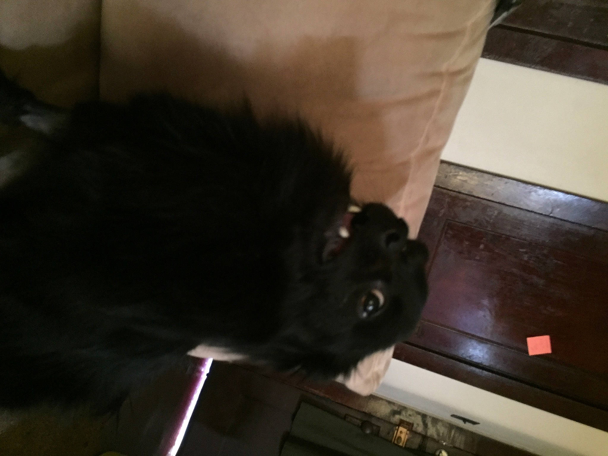 Harley is registered to the contest to win money with this photo: canidae, carnivore, dog_breed, fawn, newfoundland, non_sporting_group, puppy, snout, sporting_group