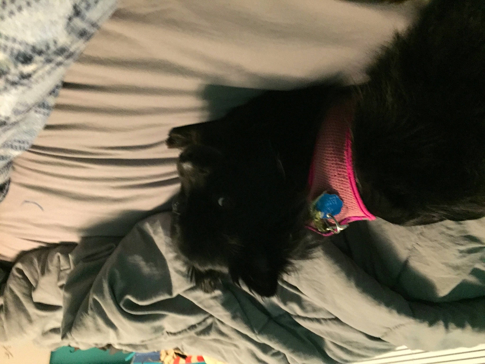 Harley is registered to the contest to win money with this photo: black_hair, cat, ear, t_shirt, textile, whiskers