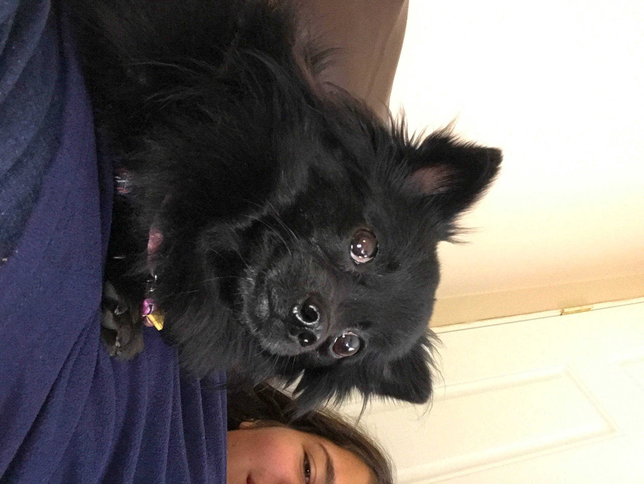 Harley is registered to the contest to win money with this photo: black, black_hair, canidae, carnivore, companion_dog, dog, dog_breed, ear, german_spitz, german_spitz_mittel, keeshond, mammal, non_sporting_group, pomeranian, puppy, schipperke, snout, spitz, swedish_lapphund, vertebrate