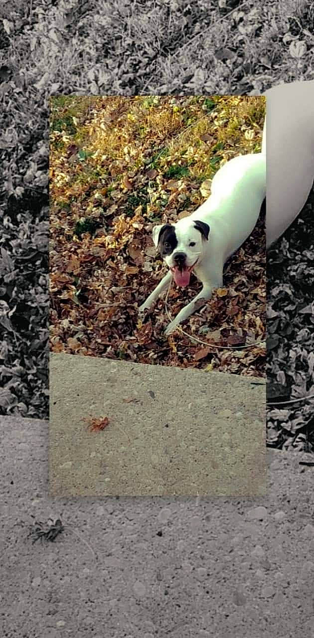 Diamond joined the competition — help win amazing prizes! asphalt, ball, canidae, carnivore, companion_dog, concrete, dog, dog_breed, dog_supply, grass, pet_supply, plant, rectangle, road_surface, shadow, soil, sporting_group, tail, tints_and_shades, working_animal