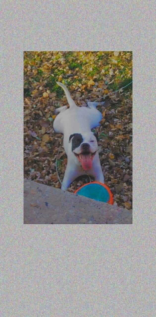 Diamond is registered to the contest to win money with this photo: animal_figure, art, canidae, carmine, carnivore, companion_dog, dog, dog_breed, dog_supply, ear, fawn, fictional_character, grass, rectangle, snout, stuffed_toy, tail, terrestrial_animal, toy, working_animal