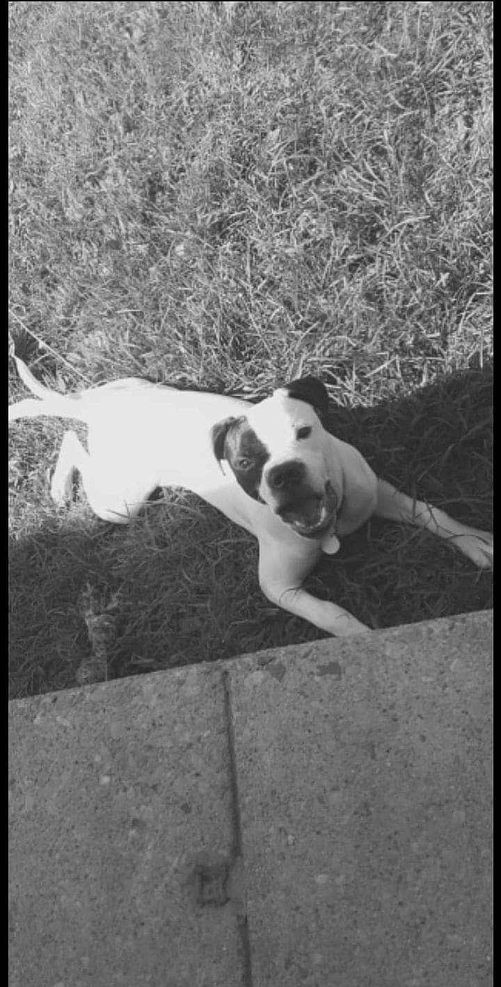 Diamond joined the competition — help win amazing prizes! art, black_and_white, carnivore, collar, companion_dog, dog, dog_breed, dog_collar, fawn, monochrome, monochrome_photography, non_sporting_group, pet_supply, rectangle, still_life_photography, stock_photography, style, tail, tints_and_shades, working_animal