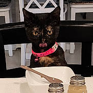 Maddie is registered to the contest to win money with this photo: cat, black_cat, collar, pink_collar, table, bowl, wooden_spoon, salt_shaker, pepper_shaker, kitchen, chair, curious, pet, domestic_animal, indoor, feline, tongue_out, close_up, food_related, household