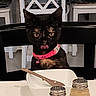 cat, black_cat, collar, pink_collar, table, bowl, wooden_spoon, salt_shaker, pepper_shaker, kitchen, chair, curious, pet, domestic_animal, indoor, feline, tongue_out, close_up, food_related, household