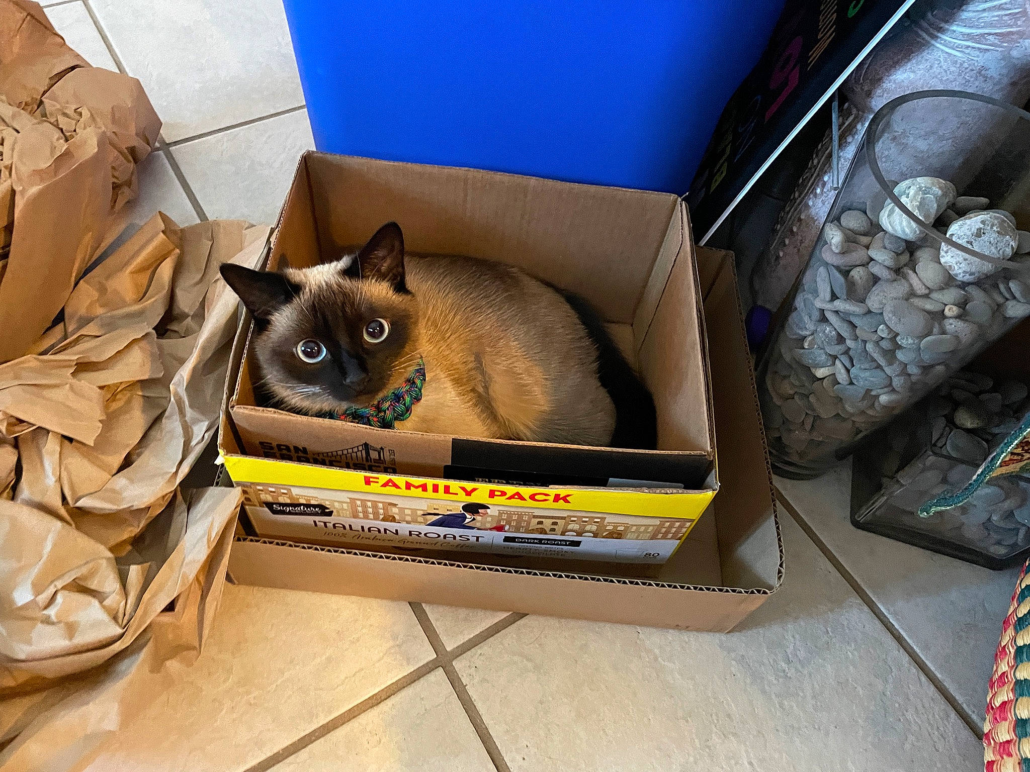 Chowder is registered to the contest to win money with this photo: bag, baggage, box, brown, cardboard, carnivore, carton, cat, cat_supply, digital_video_recorder, fawn, felidae, luggage_and_bags, packaging_and_labeling, packing_materials, room, shipping_box, siamese, small_to_medium_sized_cats, whiskers
