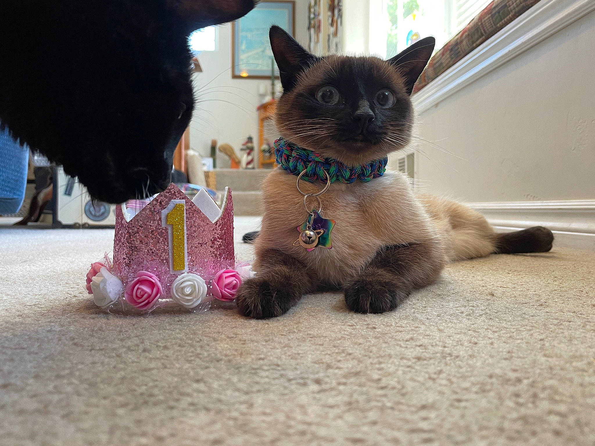 Chowder joined the competition — help win amazing prizes! carnivore, cat, claw, collar, comfort, domestic_short_haired_cat, fawn, felidae, flooring, foot, fur, human_leg, paw, pet_supply, siamese, small_to_medium_sized_cats, snout, tail, thai, whiskers