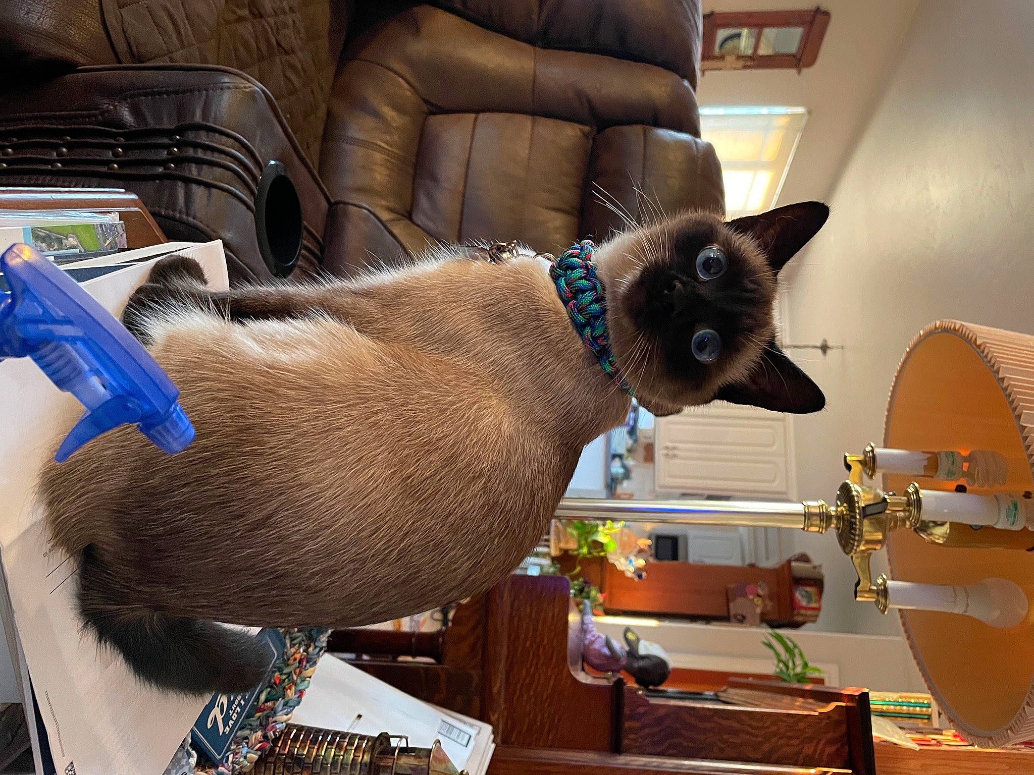 Chowder joined the competition — help win amazing prizes! carnivore, cat, cat_supply, chair, collar, comfort, couch, domestic_short_haired_cat, fawn, felidae, fur, houseplant, pet_supply, siamese, small_to_medium_sized_cats, snout, tail, thai, whiskers, wood