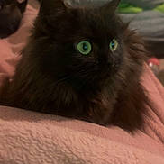 Inaya a rejoint le concours — aidez-le/la à gagner de superbes lots ! adult, animal, bed, bedroom, blackcat, blanket, cat, computer, cushion, electronics, furniture, homedecor, indoors, kitten, male, man, pc, person, pet, room