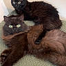 animal, black_cat, blanket, brown_cat, cat, companion, cozy, curious, cute, domestic_animal, feline, fluffy, fur, indoor, lying_down, pet, pillow, resting, two_animals, yellow_eyes
