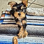 Chewy Chewbacca is registered to the contest to win money with this photo: animal, black_and_tan, blanket, chew_toy, concrete_floor, curious, cute, dog, ears, fluffy, fur, indoor, looking_at_camera, lying_down, pet, puppy, rug, small_dog, striped_rug, toy
