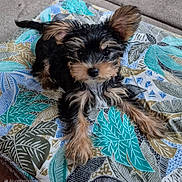 Chewy Chewbacca joined the competition — help win amazing prizes! adorable, animal, black_and_tan, colorful, companion, cushion, cute, dog, ears, fluffy, fur, indoor, leaf_pattern, looking_at_camera, pet, puppy, relaxed, resting, small_dog, young