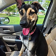 Shay is registered to the contest to win money with this photo: dog, pet, car, leash, collar, tongue_out, happy, seat, window, greenery, park, sunlight, interior, vehicle, canine, ears, sitting, daytime, domestic_animal, closeup
