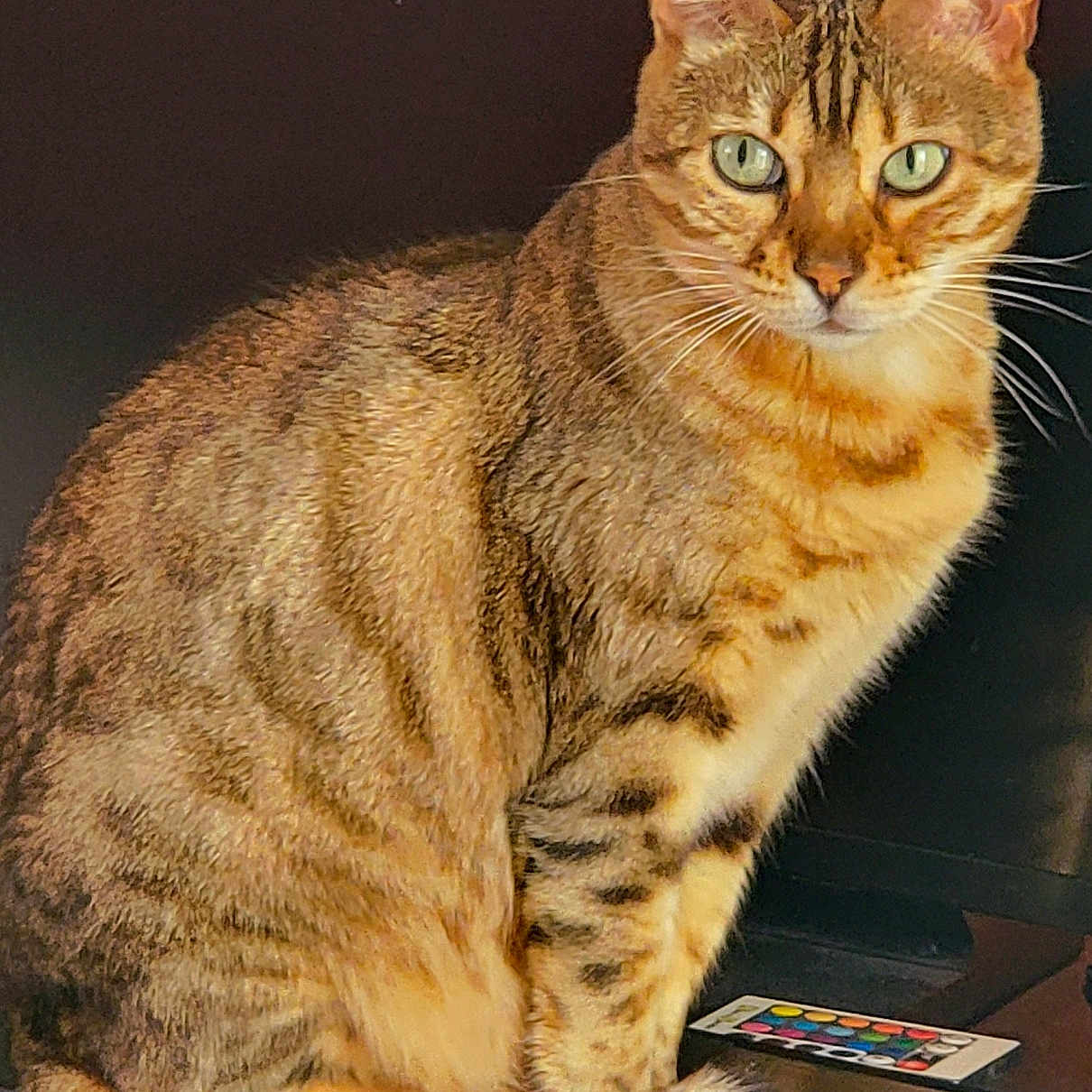 Plume a rejoint le concours — aidez-le/la à gagner de superbes lots ! abyssinian, angora, animal, cat, egyptiancat, kitten, manx, pet