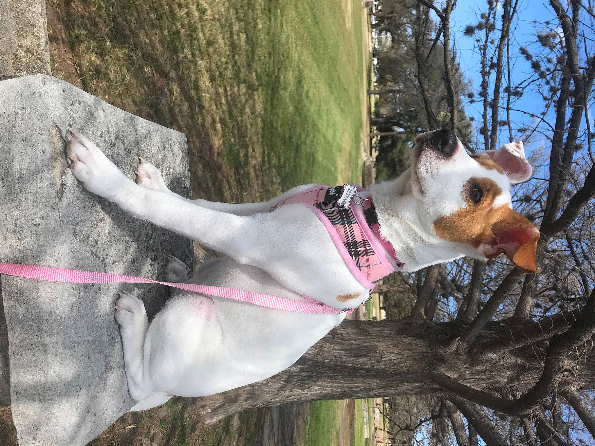 Riley Ann joined the competition — help win amazing prizes! carnivore, collar, companion_dog, dog, dog_breed, dog_collar, dog_supply, fawn, grass, leash, mammal, pet_supply, plant, sky, tail, tree, trunk, twig, wood, working_animal