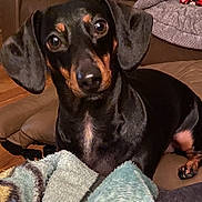 Mollie joined the competition — help win amazing prizes! dachshund, dog, pet, indoor, leather_chair, blanket, folded_clothes, cozy, fur, brown, black, curious, closeup, animal, relaxing, home, wood_floor, soft_texture, comfort, portrait