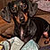 Mollie