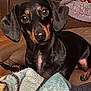 dachshund, dog, pet, indoor, leather_chair, blanket, folded_clothes, cozy, fur, brown, black, curious, closeup, animal, relaxing, home, wood_floor, soft_texture, comfort, portrait