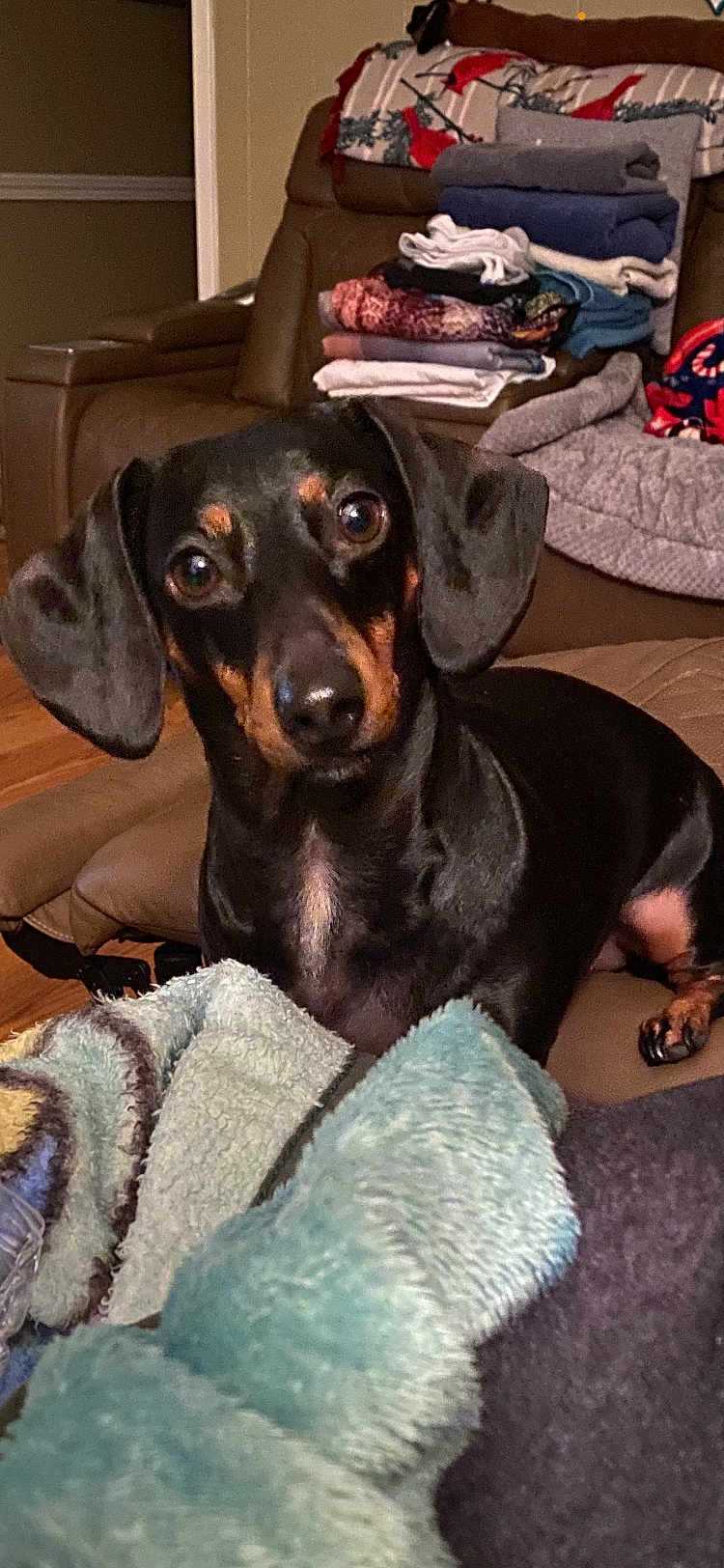 Mollie