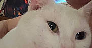 Georgie joined the competition — help win amazing prizes! cat, white_cat, pet, animal, close_up, portrait, face, eyes, pink_nose, whiskers, ears, fur, indoor, human, partial_face, colorful_background, wall_art, blanket, cozy, selfie
