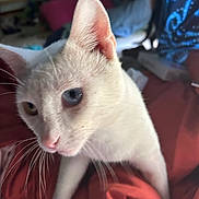 Georgie joined the competition — help win amazing prizes! cat, white_cat, pet, animal, feline, closeup, portrait, whiskers, ears, blue_eye, pink_nose, short_fur, curious, indoor, couch, blanket, home, cozy, selfie, photography