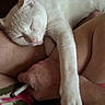 Georgie joined the competition — help win amazing prizes! cat, white_cat, sleeping, sleepy, pet, animal, whiskers, pink_nose, closed_eyes, paw, fur, lying_down, relaxed, cozy, indoor, close_up, portrait, human_arms, blanket, nap