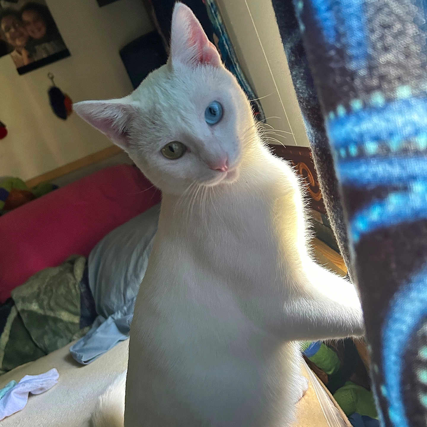 Georgie