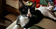 Spartacus joined the competition — help win amazing prizes! cat, tuxedo_cat, white_cat, kitten, pet, animal, portrait, close_up, wide_eyes, whiskers, pink_nose, black_and_white, indoor, bed, blanket, reclining, background, home, feline, relaxed
