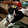Spartacus is registered to the contest to win money with this photo: cat, tuxedo_cat, black_and_white, pet, animal, feline, whiskers, ears, eyes, nose, paws, fur, portrait, close_up, indoor, bed, blanket, bedroom, lounging, staring