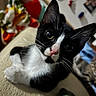 Spartacus is registered to the contest to win money with this photo: cat, tuxedo_cat, tabby_cat, pet, animal, close_up, portrait, whiskers, ears, eyes, pink_nose, black_and_white, fur, indoor, cozy, couch, blanket, background, curious, relaxed